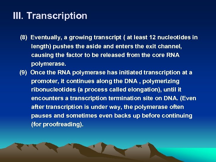 III. Transcription (8) Eventually, a growing transcript ( at least 12 nucleotides in length)