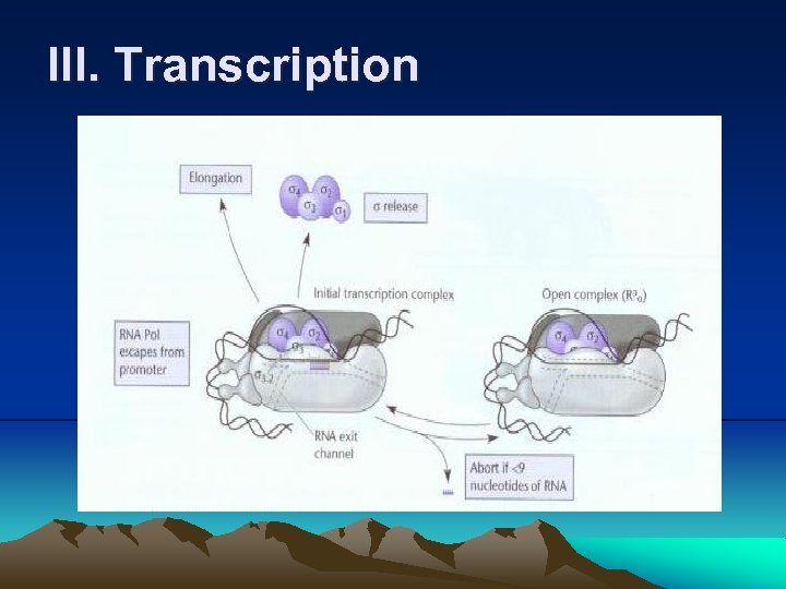 III. Transcription 