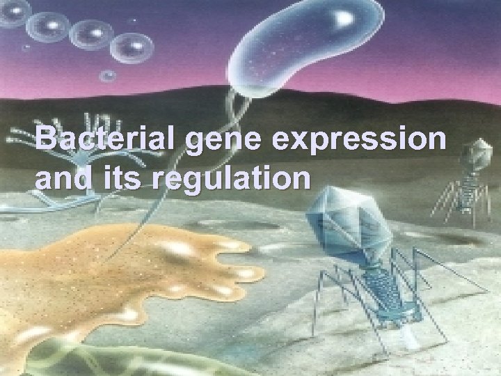 Bacterial gene expression and its regulation 