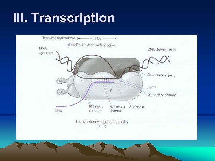 III. Transcription 