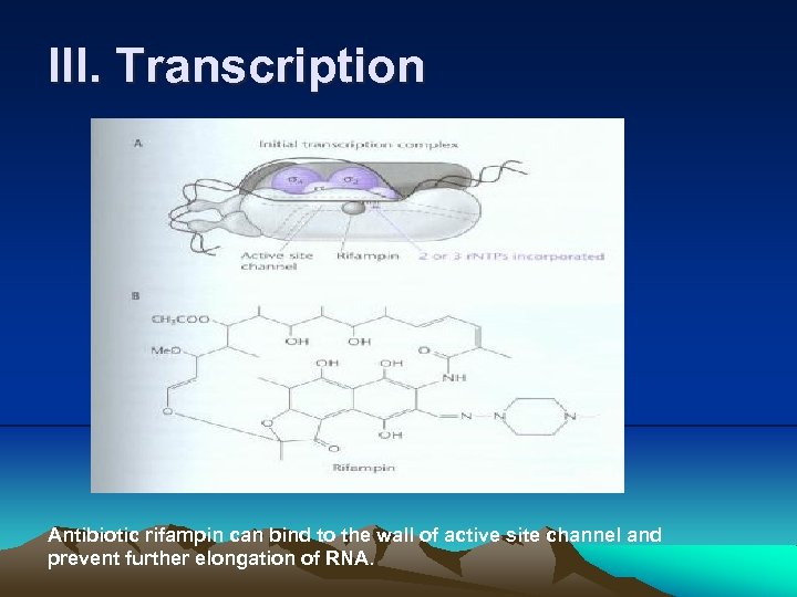 III. Transcription Antibiotic rifampin can bind to the wall of active site channel and