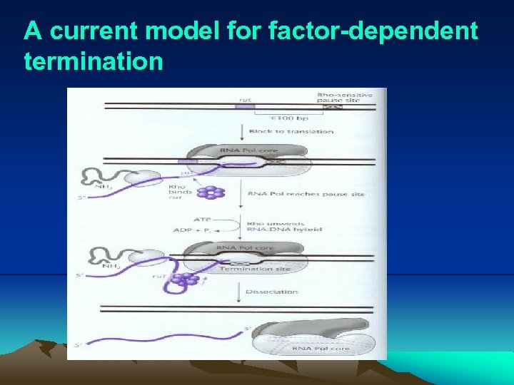 A current model for factor-dependent termination 