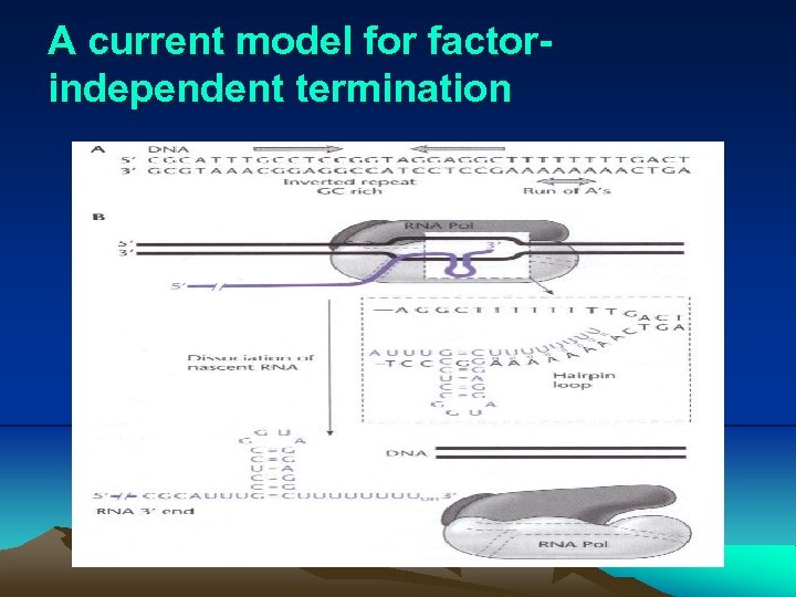 A current model for factorindependent termination 