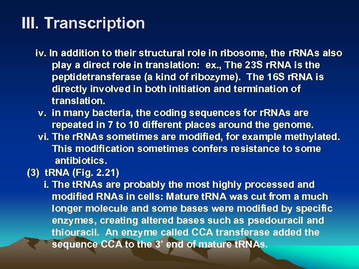 III. Transcription iv. In addition to their structural role in ribosome, the r. RNAs