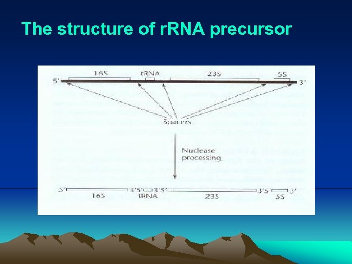 The structure of r. RNA precursor 