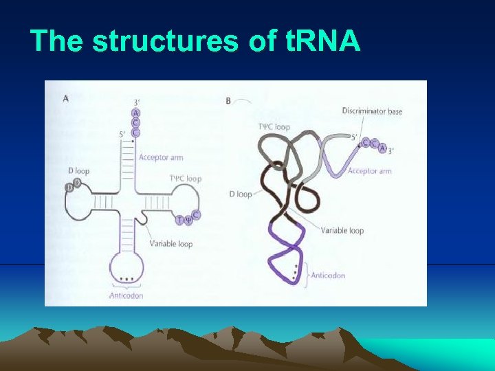 The structures of t. RNA 