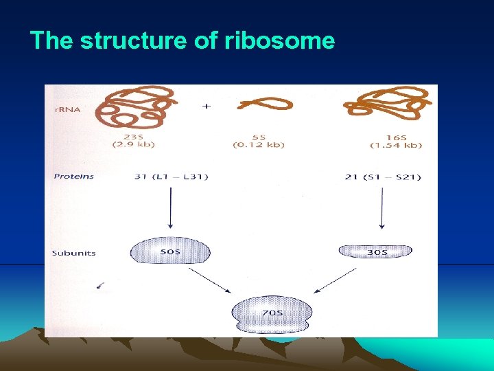 The structure of ribosome 