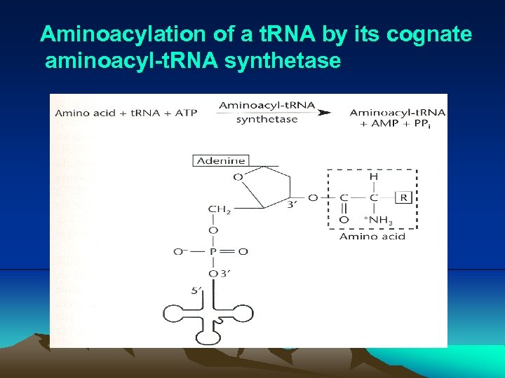 Aminoacylation of a t. RNA by its cognate aminoacyl-t. RNA synthetase 