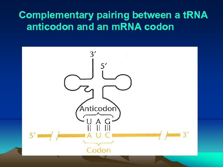 Complementary pairing between a t. RNA anticodon and an m. RNA codon 