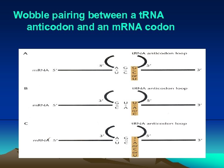 Wobble pairing between a t. RNA anticodon and an m. RNA codon 