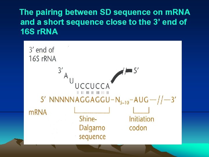 The pairing between SD sequence on m. RNA and a short sequence close to