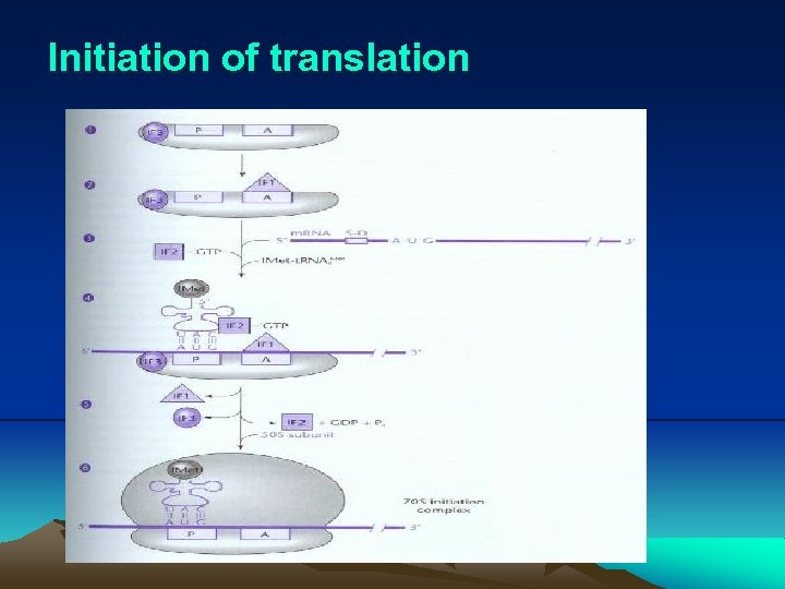 Initiation of translation 