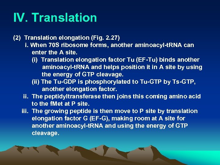 IV. Translation (2) Translation elongation (Fig. 2. 27) i. When 70 S ribosome forms,