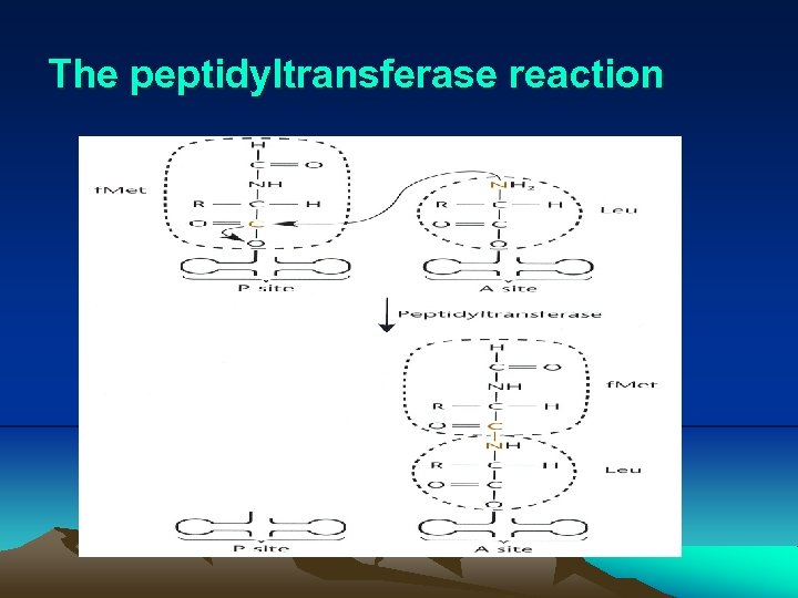 The peptidyltransferase reaction 