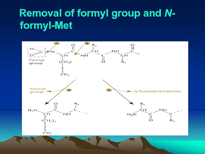 Removal of formyl group and Nformyl-Met 