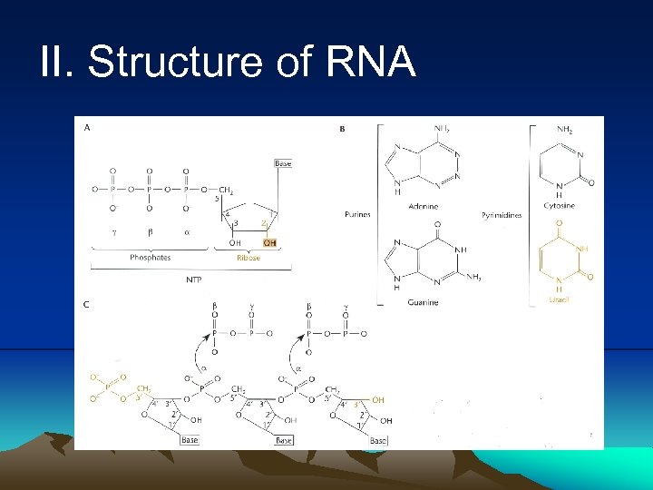 II. Structure of RNA 