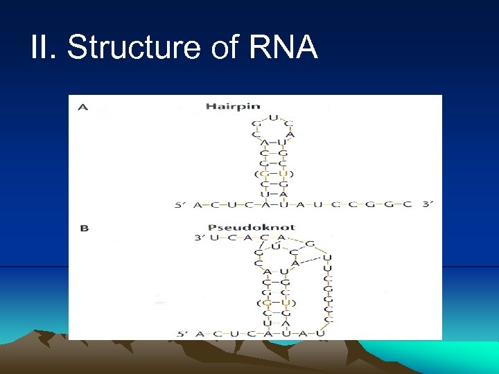 II. Structure of RNA 