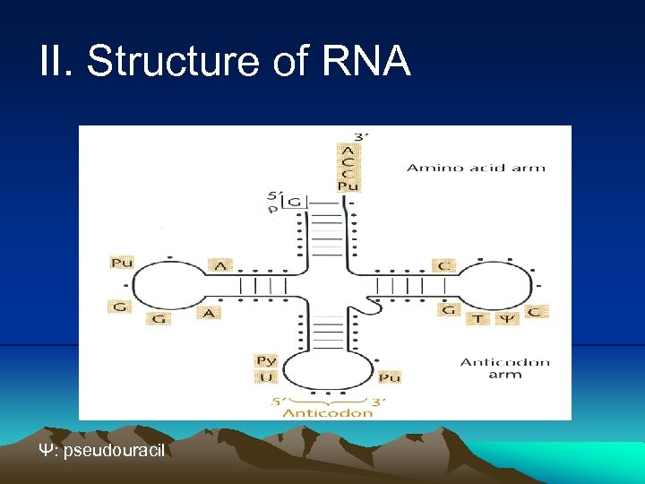 II. Structure of RNA Ψ: pseudouracil 