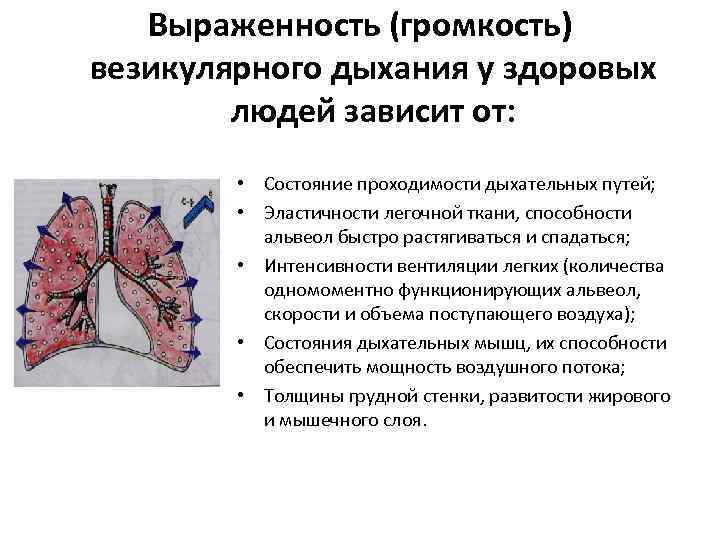 Выраженность (громкость) везикулярного дыхания у здоровых людей зависит от: • Состояние проходимости дыхательных путей;