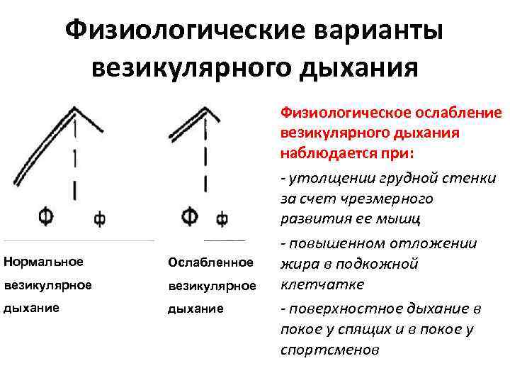 Физиологические варианты везикулярного дыхания Нормальное Ослабленное везикулярное дыхание Физиологическое ослабление везикулярного дыхания наблюдается при: