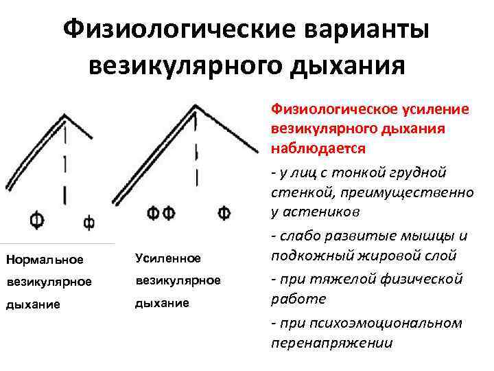 Физиологические варианты везикулярного дыхания Нормальное Усиленное везикулярное дыхание Физиологическое усиление везикулярного дыхания наблюдается -