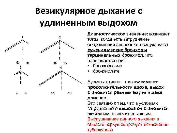 Везикулярное дыхание с удлиненным выдохом Диагностическое значение: возникает тогда, когда есть затруднение опорожнения альвеол