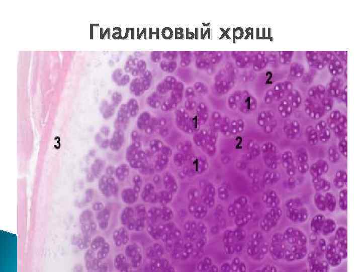 Гиалиновый хрящ рисунок