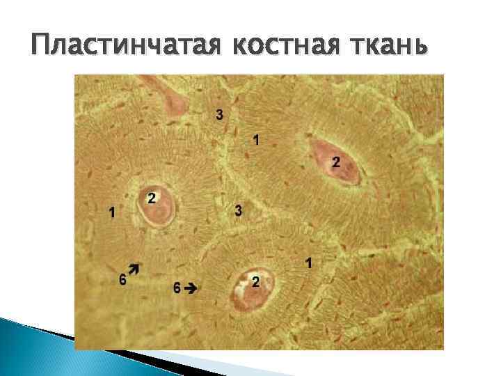 Пластинчатая костная ткань 