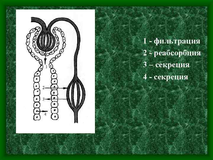 1 - фильтрация 2 - реабсорбция 3 – секреция 4 - секреция 
