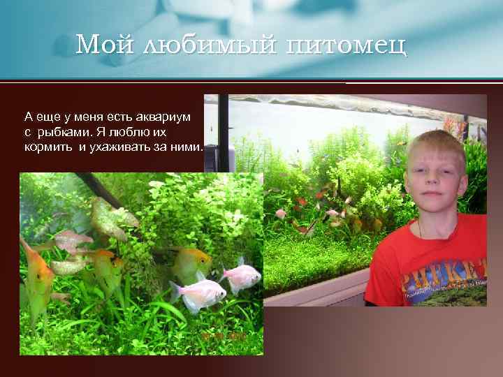 Мой любимый питомец А еще у меня есть аквариум с рыбками. Я люблю их