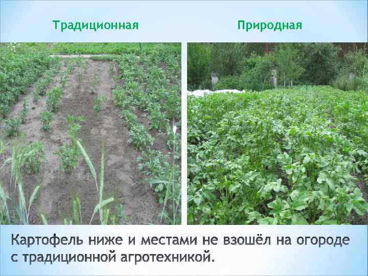 Традиционная Природная 
