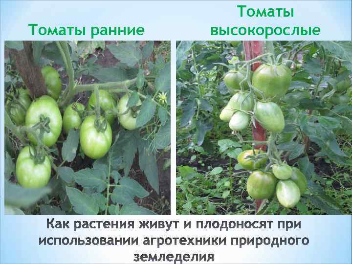 Томаты ранние Томаты высокорослые 