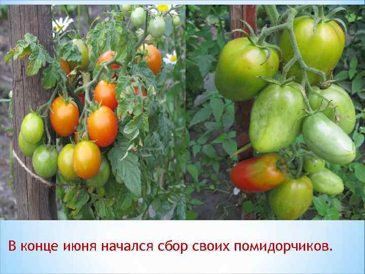 В конце июня начался сбор своих помидорчиков. 