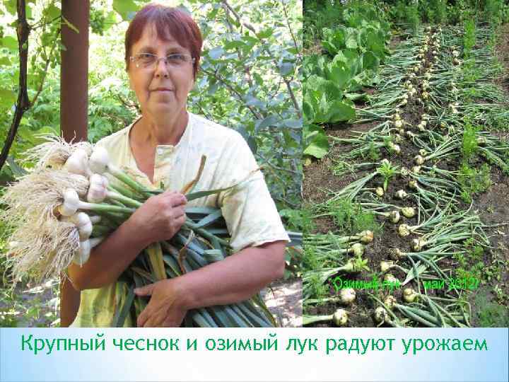 Крупный чеснок и озимый лук радуют урожаем 