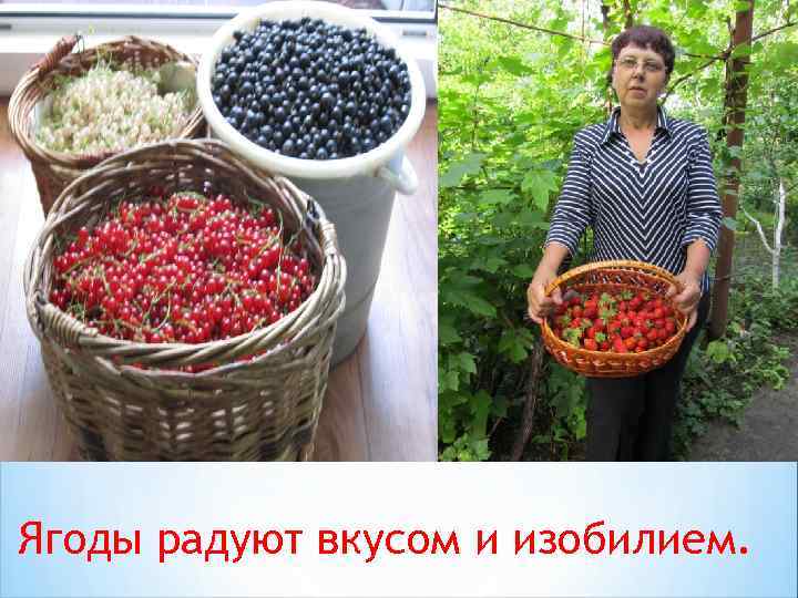 Ягоды радуют вкусом и изобилием. 