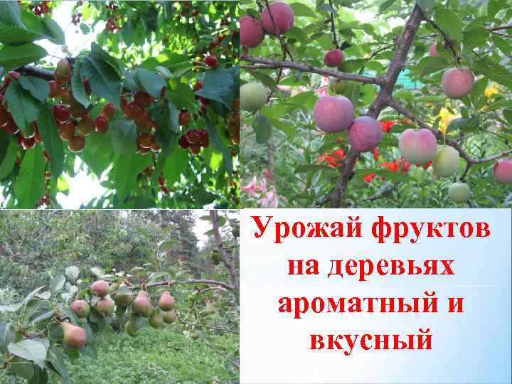 Урожай фруктов на деревьях ароматный и вкусный 