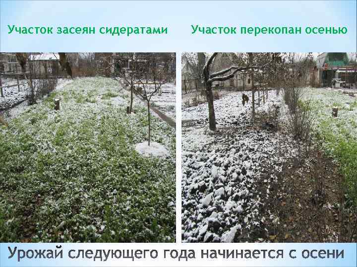 Участок засеян сидератами Участок перекопан осенью 