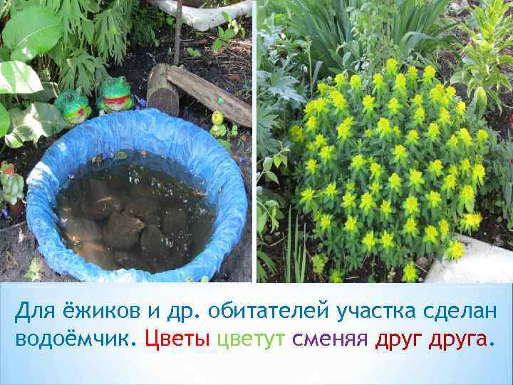 Для ёжиков и др. обитателей участка сделан водоёмчик. Цветы цветут сменяя друга. 