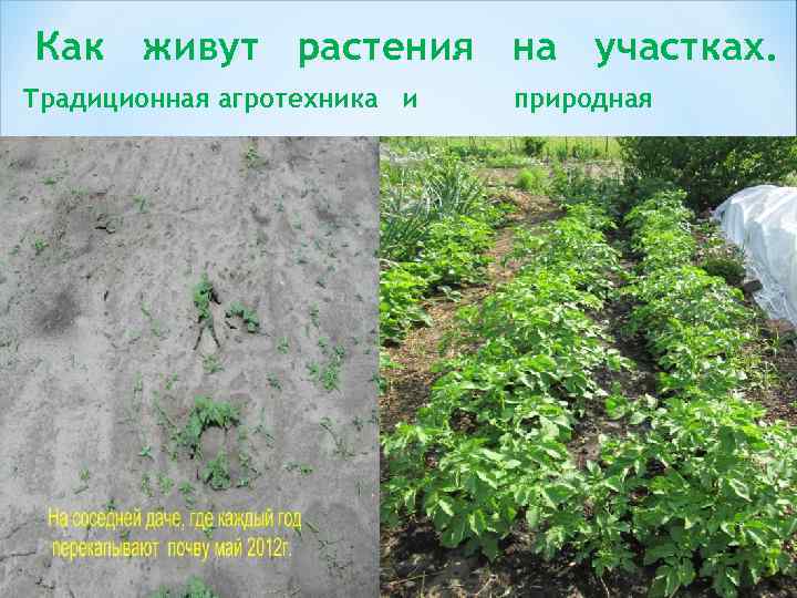 Как живут растения на участках. Традиционная агротехника и природная 