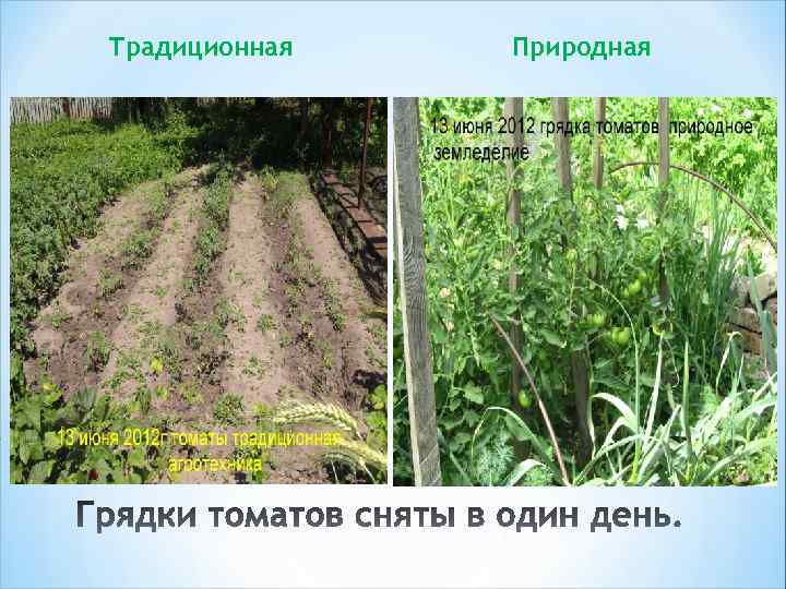 Традиционная Природная 