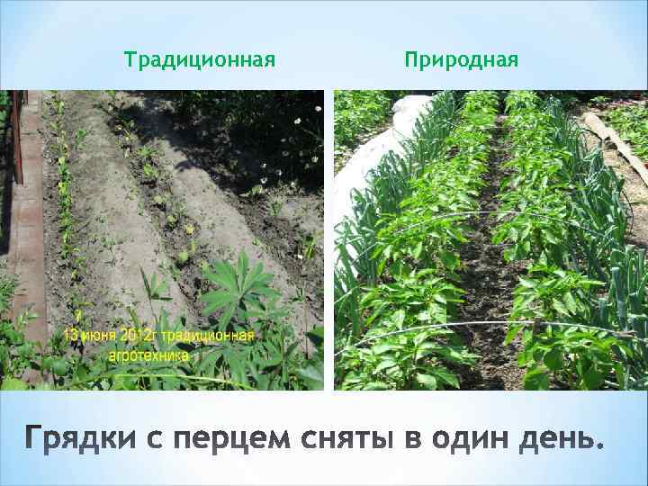 Традиционная Природная 