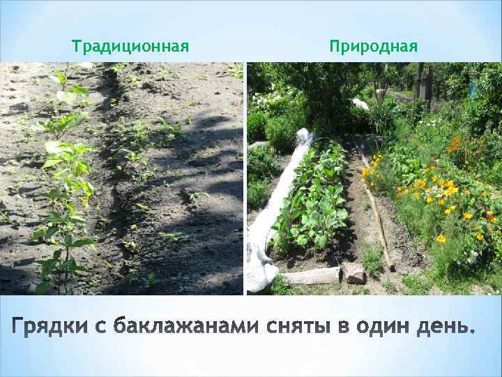 Традиционная Природная 