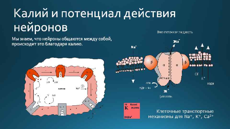 Клеточные транспортные механизмы для Na+, K+, Са 2+ 