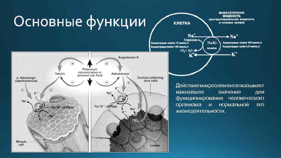 Действие микроэлемента оказывает важнейшее значение для функционирования человеческого организма и нормальной его жизнедеятельности. 