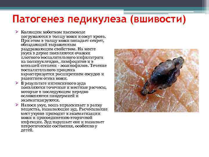 Патогенез педикулеза (вшивости) Ø Колющим хоботком насекомые погружаются в толщу кожи и сосут кровь.