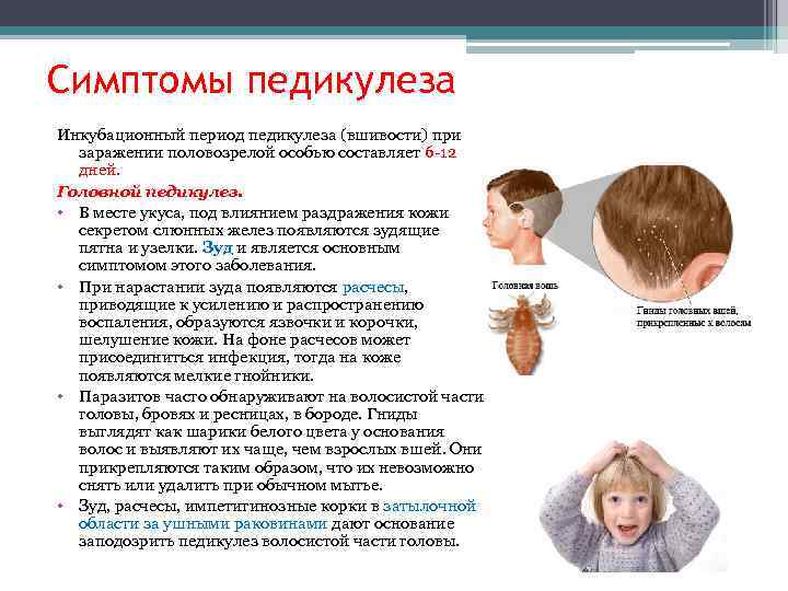 Симптомы педикулеза Инкубационный период педикулеза (вшивости) при заражении половозрелой особью составляет 6 -12 дней.