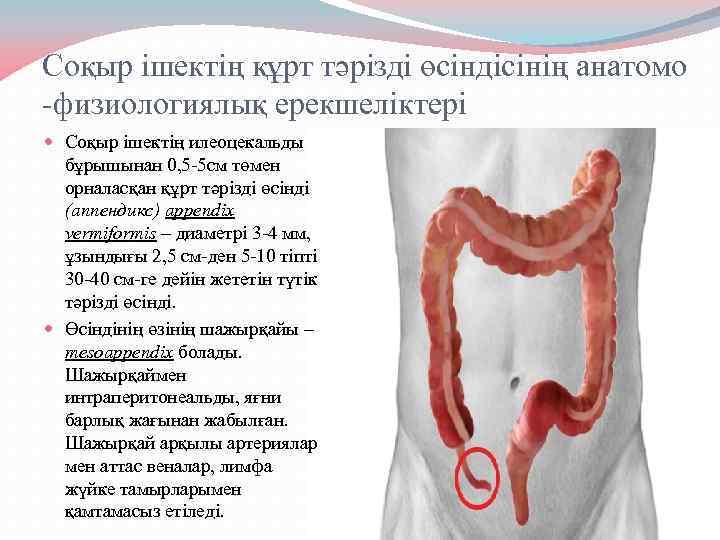 Соқыр ішектің құрт тәрізді өсіндісінің анатомо -физиологиялық ерекшеліктері Соқыр ішектің илеоцекальды бұрышынан 0, 5