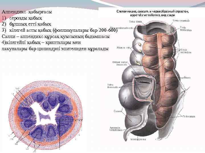 Аппендикс қабырғасы 1) серозды қабық 2) бұлшық етті қабық 3) кілегей асты қабық (фолликулалары