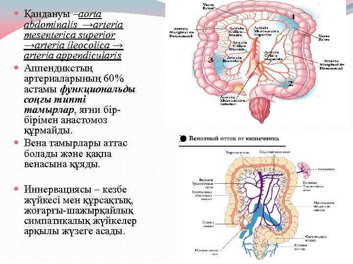  Қандануы –aorta abdominalis →arteria mesenterica superior →arteria ileocolica → arteria appendicularis Аппендикстың артериаларының