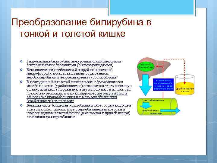 Преобразование билирубина в тонкой и толстой кишке Гидролизация билирубинглюкуронида специфическими бактериальными ферментами (b-глюкуронидазами) Восстановление